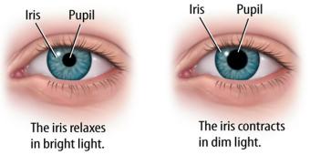 Scientific diagram of the iris and pupil displaying the text "The iris relaxes in bright light" and "The iris contracts in dim light".